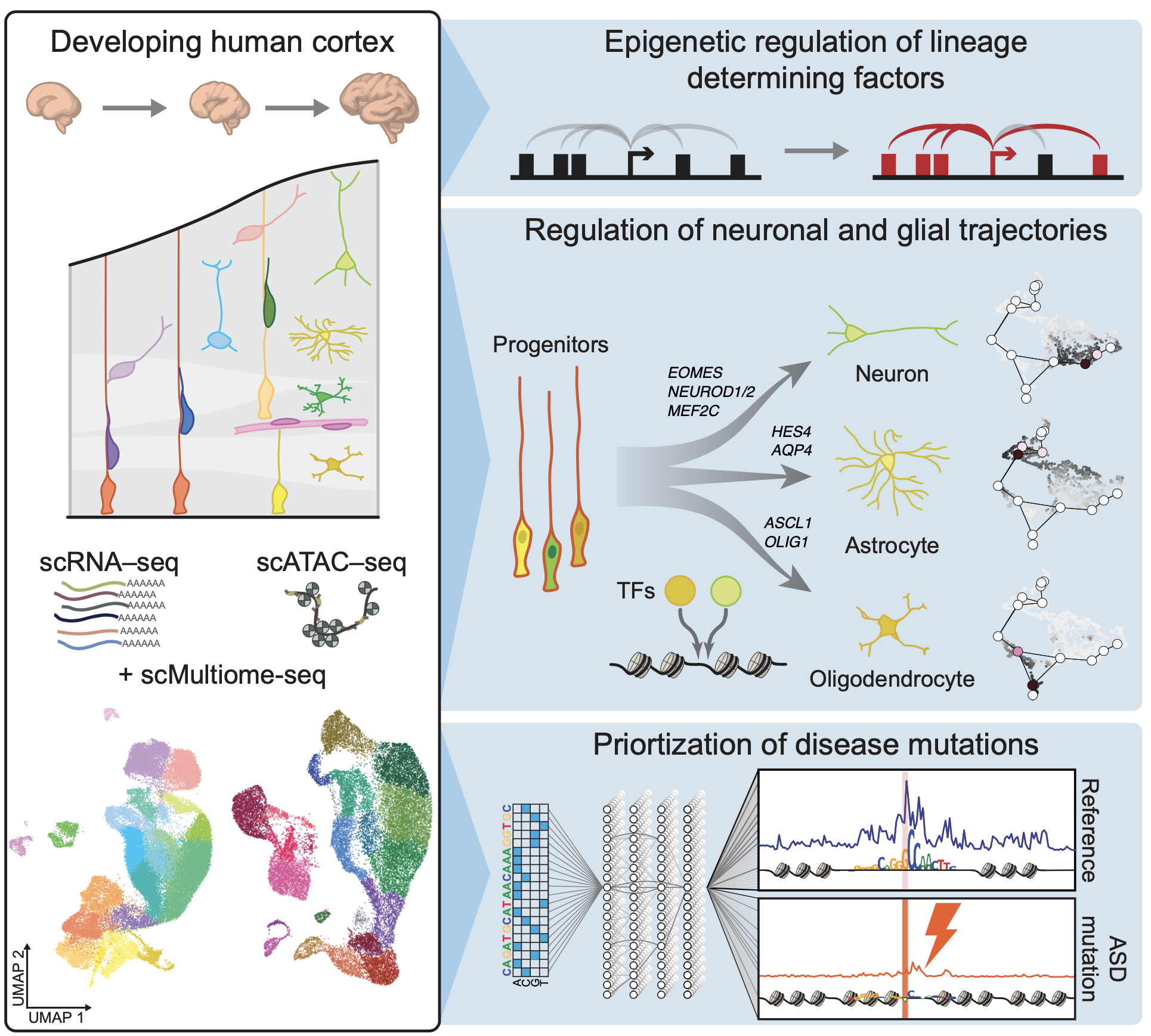 New paper: Chromatin and gene-regulatory dynamics of the developing human cerebral cortex at single-cell resolution
